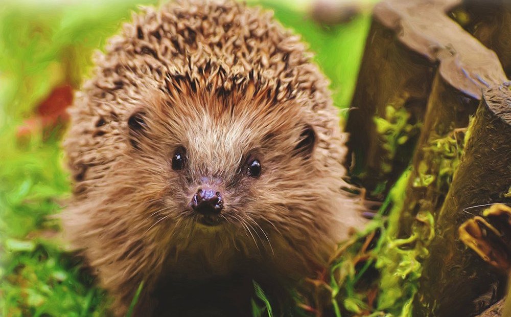 Pionierskie badania. Jak religia, polityka i wojna zmieniają ewolucję przyrody w mieście