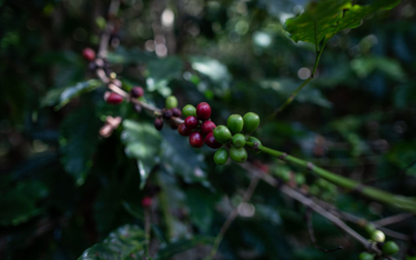 Światowa produkcja kawy może być zagrożona. Arabika nie lubi ciepła
