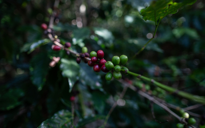 W Brazylii liczą krzewy kawy
