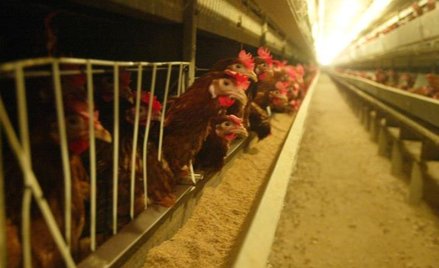 Wybór podatku liniowego przez rolników to fikcja