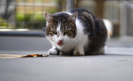 Koty domowe zabijają 300 mln zwierząt rocznie w Australii