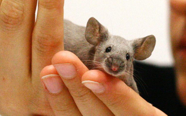 Naukowcom udało się wydłużyć zdrowe życie myszy o jedną czwartą
