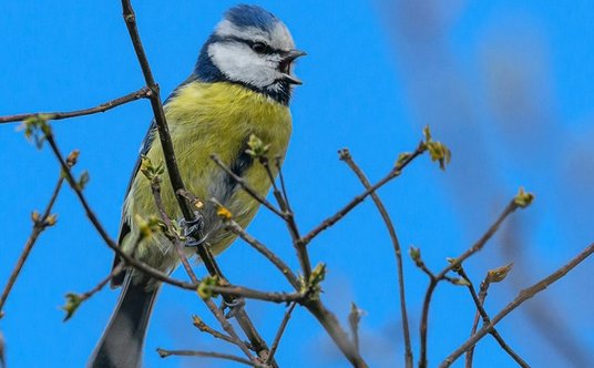 Modraszka, Cyanistes caeruleus. Fot. Petr Ganaj/Pexels