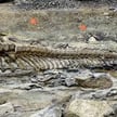 Naukowcy odkryli szczątki nieznanego "gadatliwego" dinozaura