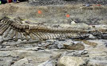 Naukowcy odkryli szczątki nieznanego "gadatliwego" dinozaura