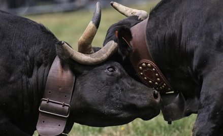 Walki krów w Dolinie Aosty