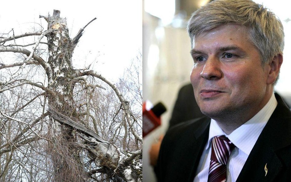 Maciej Lasek odnosi się do pomiarów brzozy dokonanych przez NPW