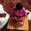 Producenci kakao chcą stworzyć własny OPEC. Mają dość wahań na rynkach