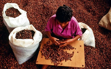 Producenci kakao chcą stworzyć własny OPEC. Mają dość wahań na rynkach
