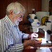 Profesor dr hab. Wiesław Krzemiński prezentuje bursztyn z okazem muchówki z rodziny Diopsidae
