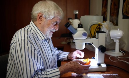 Profesor dr hab. Wiesław Krzemiński prezentuje bursztyn z okazem muchówki z rodziny Diopsidae