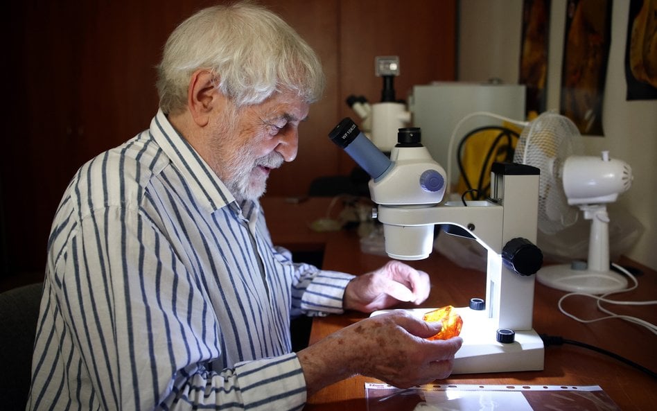 Profesor dr hab. Wiesław Krzemiński prezentuje bursztyn z okazem muchówki z rodziny Diopsidae