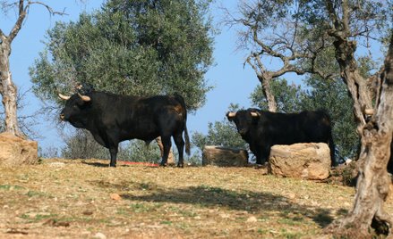 Jednym z symboli Hiszpanii są czarne byki hodowane z przeznaczenieniem na corridy