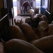 Przesłuchano właściciela ubojni pod Białą Rawską