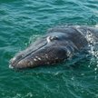 Wal szary (Eschrichtius robustus)