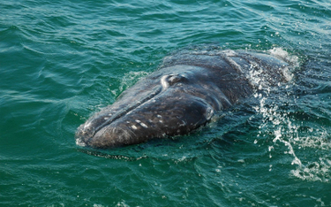 Wal szary (Eschrichtius robustus)