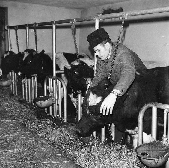 Rolnik wiąże łańcuchem krowę na stanowisku w oborze. Hodowla bydła w gospodarstwie Gawińskich w Radz