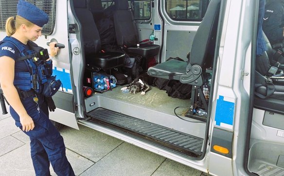 Funkcjonariusze przewieźli zwierzaka do kliniki weterynaryjnej