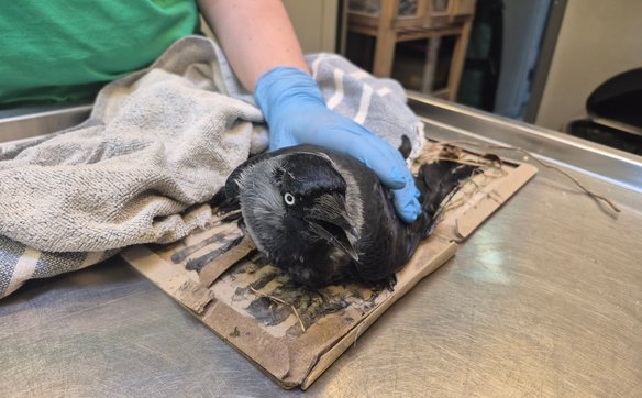 Jeśli znajdziesz rannego lub uwięzionego ptaka, nie zwlekaj – zadzwoń do najbliższego ośrodka.