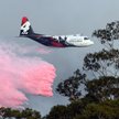 Australia: Tajna misja strażaków. Uratowali "drzewa z epoki dinozaurów"