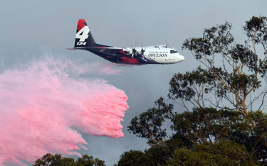 Australia: Tajna misja strażaków. Uratowali "drzewa z epoki dinozaurów"