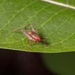 Owady wchodzą na talerze. Osiem gatunków insektów czeka na zezwolenie UE