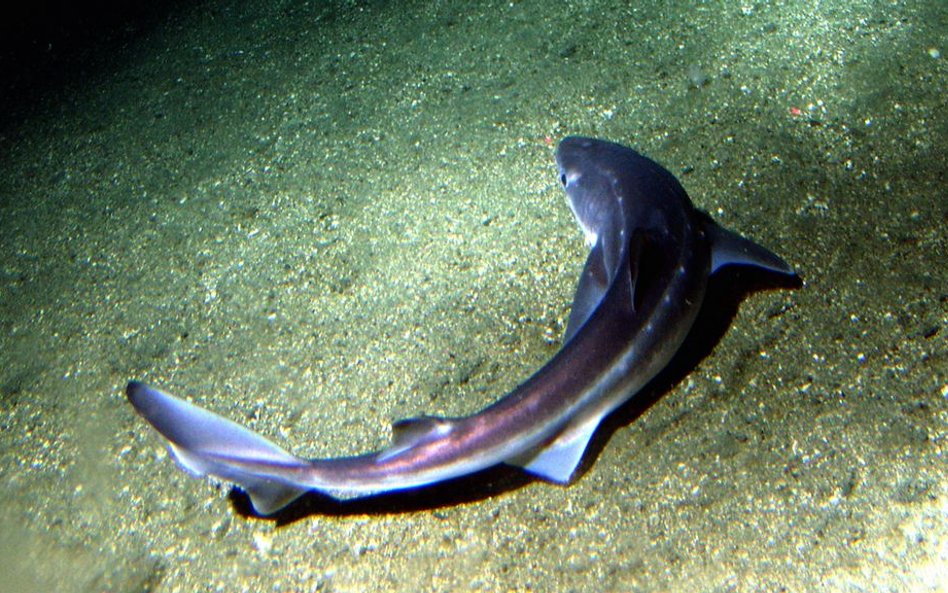 Występuje na głębokości od 10-900m. Jego ciało pokryte jest sterczącymi płytkami, zaopatrzonymi w ko