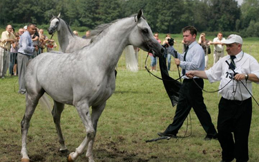 Na tegorocznej aukcji w Janowie Podlaskim pojawią się 133 konie – 69 ze stadnin państwowych i 64 od 