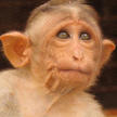 Rezus