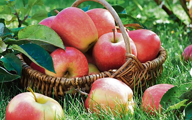 Lubelszczyzna jest drugim producentem jabłek w kraju.