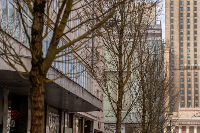 Wykorzystanie momentu spoczynku wegetacyjnego roślin daje największą szansę na to, że wiązy szybko i