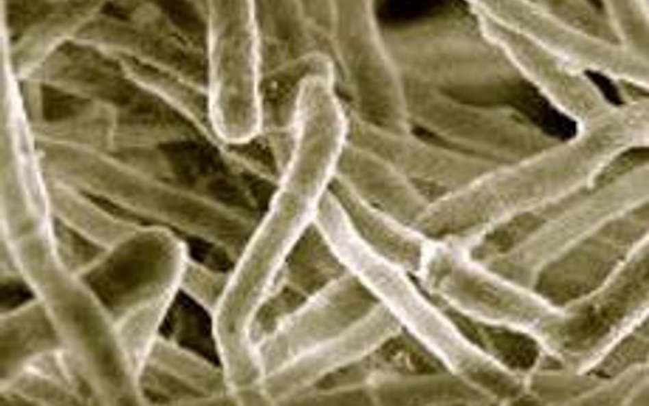 Trichoderma reesei