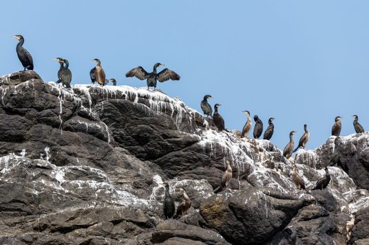 Guano było kiedyś surowcem o fundamentalnym znaczeniu dla globalnej gospodarki. Ludzkość zdołała je 