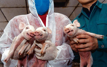 Trzy kopie świni w mieście Harbin w 2006 roku. Posłużą do badań nad chorobą Alzheimera