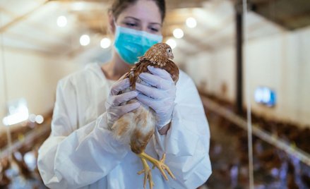 Zakażenie ptasią grypą w Chinach. WHO uspokaja