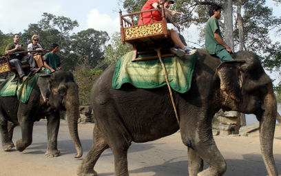 Kambodża zakaże jazdy na słoniach w Angkorze