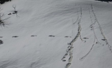 Armia Indii: Znaleźliśmy ślady Yeti. Na dowód - zdjęcie