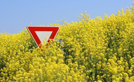 GMO wprowadzane tylnymi drzwiami
