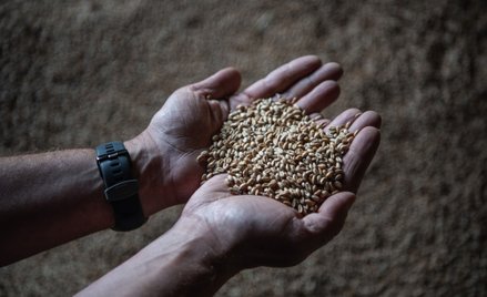 Do Izraela płynie zboże skradzione Ukrainie. Bruksela reaguje