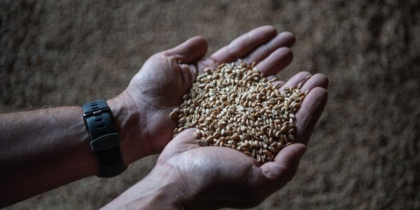 Do Izraela płynie zboże skradzione Ukrainie. Bruksela reaguje