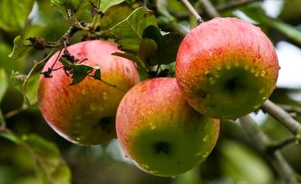 Przez rosyjskie embargo spadliśmy na trzecie miejsce wśród światowych eksporterów jabłek.
