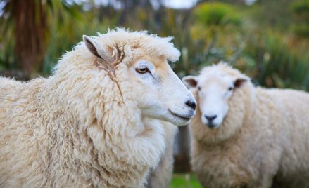 Twórcy klonów z Roslin Institute