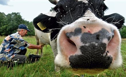 Jak sprawić, by krowa dała jeszcze więcej mleka? Genetyka może wspomóc sztukę dojenia