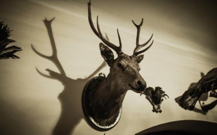 W nocy spadło ze ściany jedno z poroży dziadka Lilpopa, narobiło hałasu, obudziło domowników. Na pyt