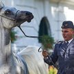 Złe wyniki Janowa związane są z aukcją Pride of Poland