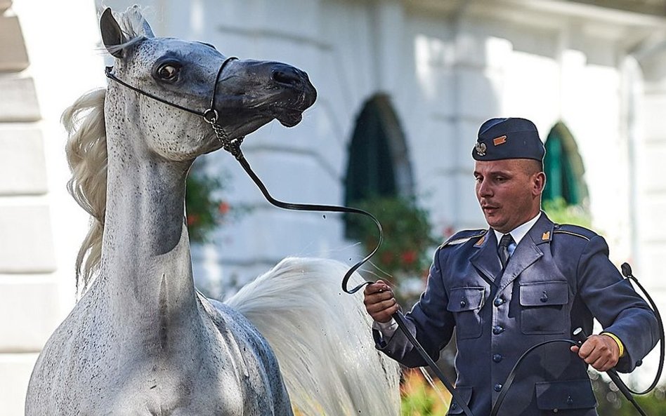 Złe wyniki Janowa związane są z aukcją Pride of Poland