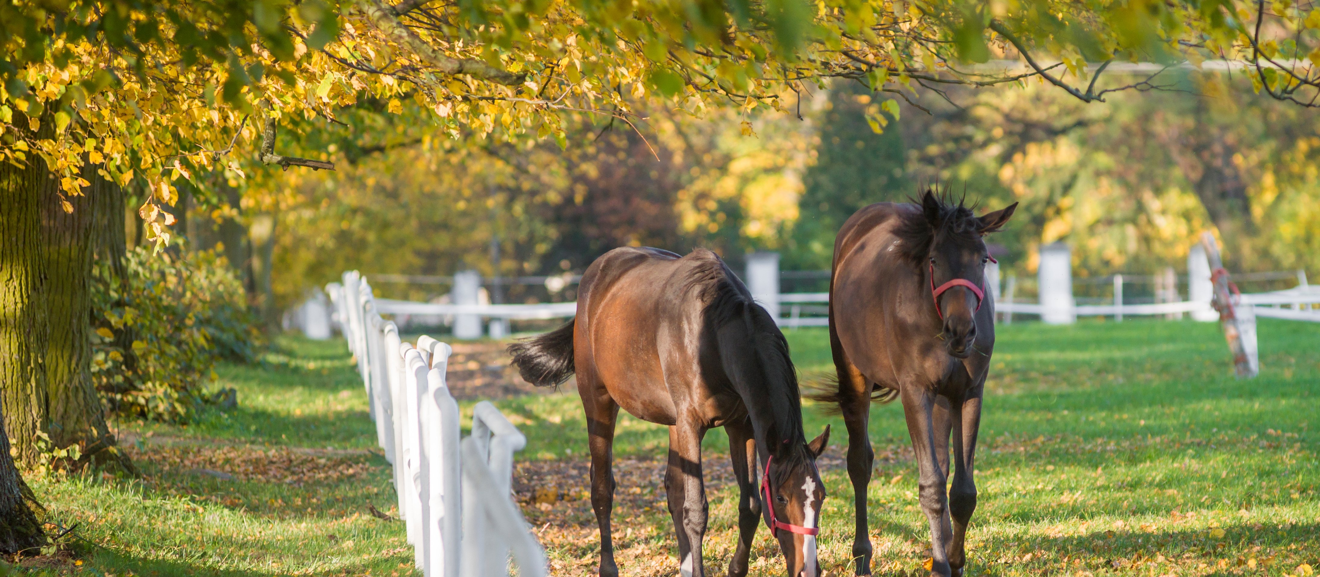 Czy zwierzęta można wnieść aportem do spółki?
