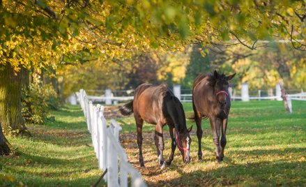 Czy zwierzęta można wnieść do spółki jako aport?