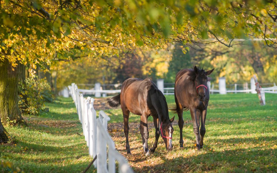 Czy zwierzęta można wnieść do spółki jako aport?