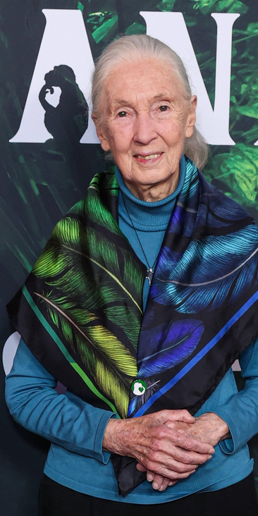 Jane Goodall wciąż podróżuje przez około 300 dni w roku, nieprzerwanie prowadząc edukację na temat z